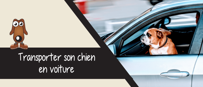 5 astuces pour transporter son chien en voiture - Jardiland