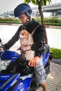 Sac moto pour transport chien