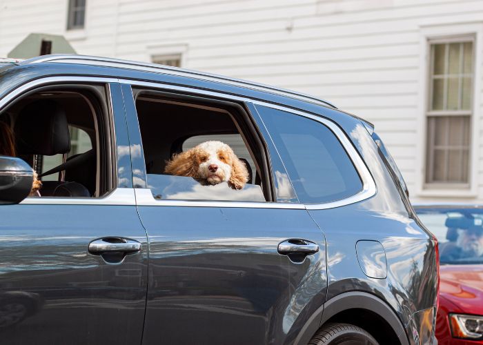 chien placer à l'arrière d'un véhicule