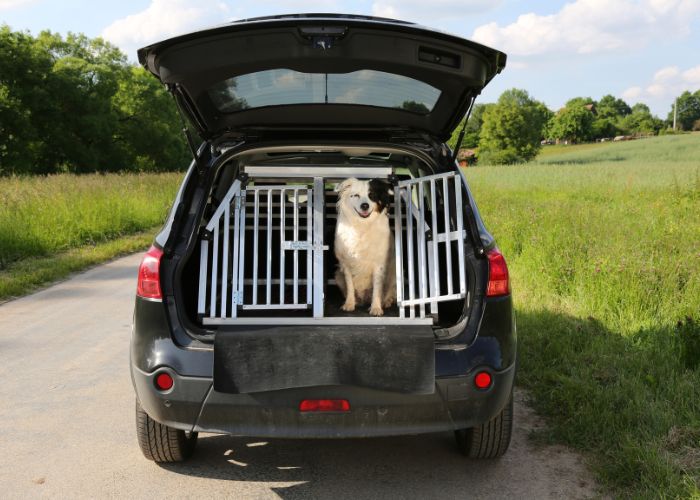 aménagement cage transport voiture