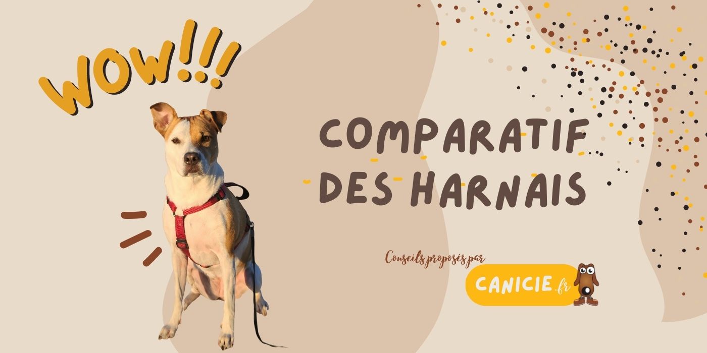 meilleur harnais chien