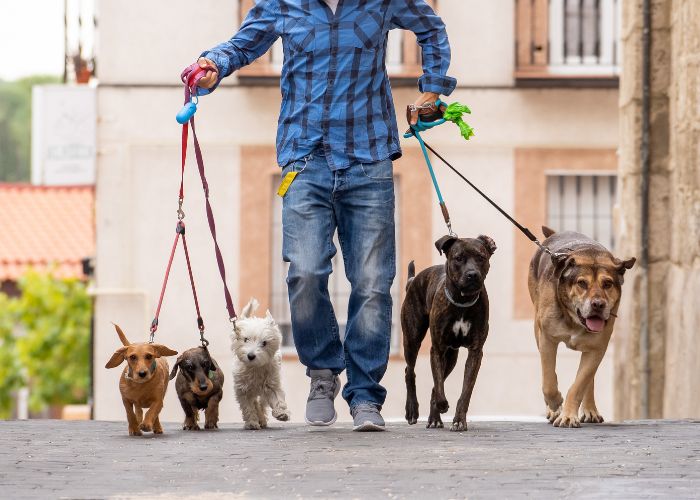 promeneur de chien avec laisse multiple