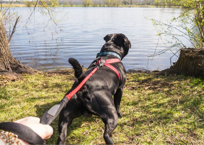 chien maintenu confortablement par un harnais