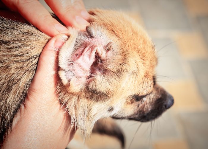 retirer tique oreille chien