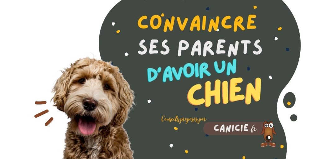 Comment convaincre ses parents pour avoir un chien ? Canicie