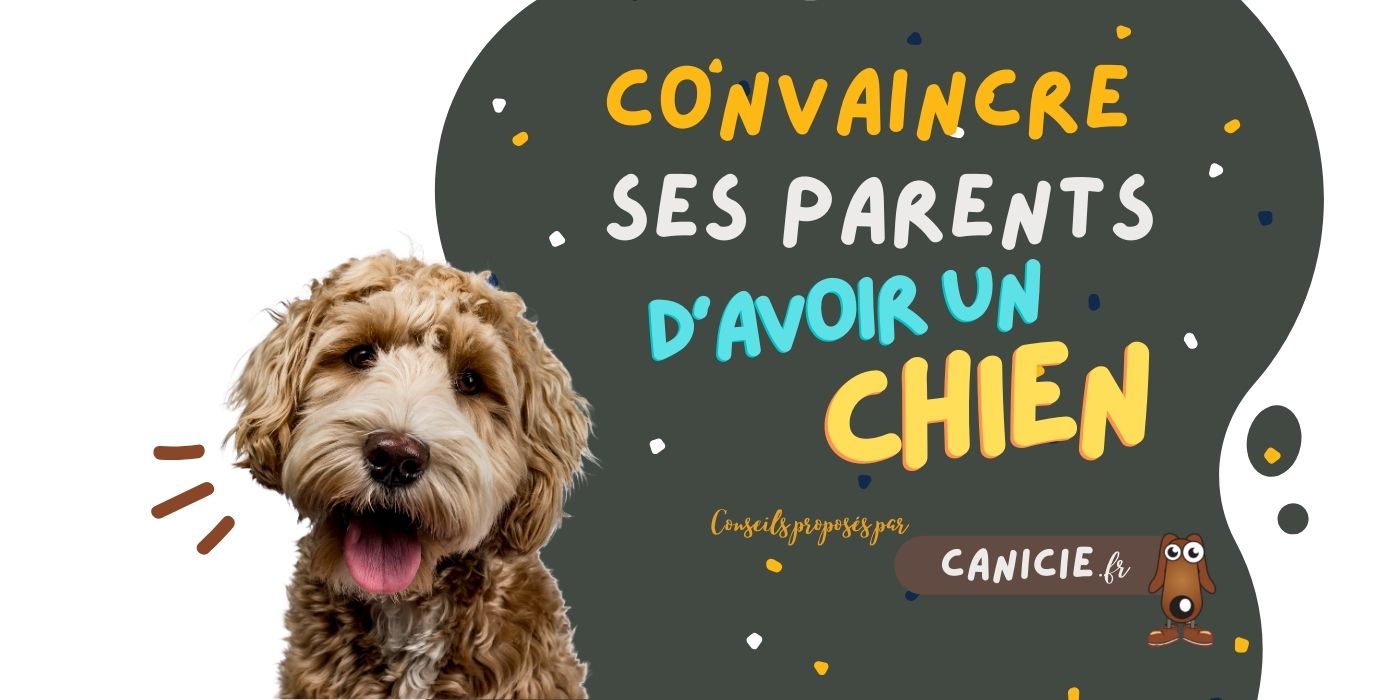 comment argumenter pour convaincre ses parents de prendre un chien à la maison ?