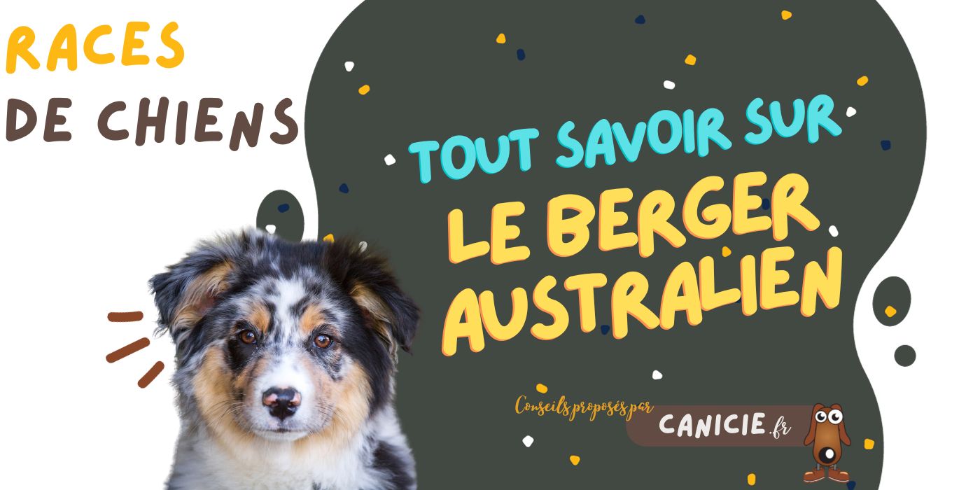 Tout savoir sur le berger australien