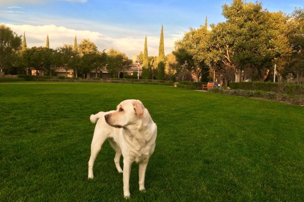 Un Labrador Retriever en promenade dans un espace vert