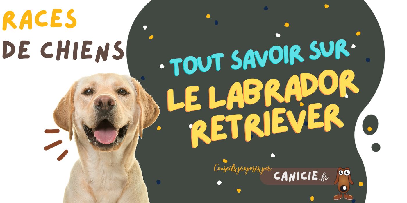 tout savoir sur le labrador retriever