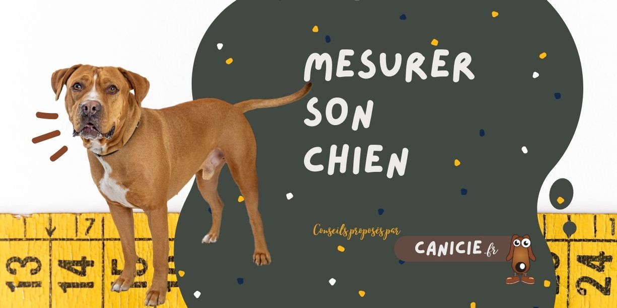 le guide pour bien prendre les mesures de son chien