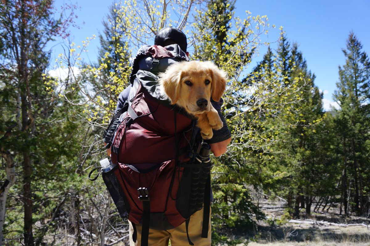 sac randonnée pour les chiens