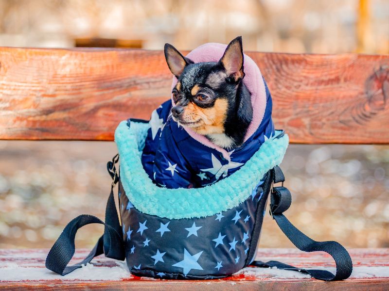 sac à dos ventral pour chien avec des étoiles