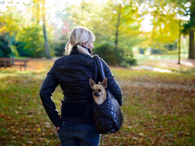 une femme dans un parc avec son chihuahua dans un sac